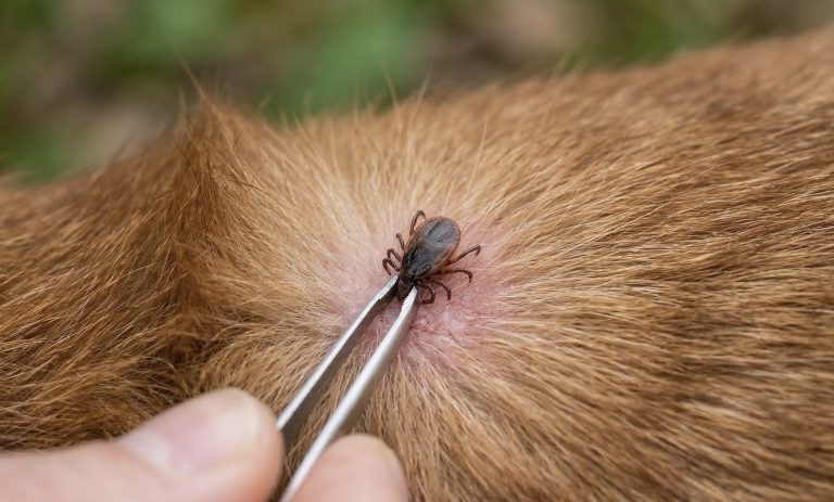 Kevät herättää luonnon – ja puutiaiset herää
