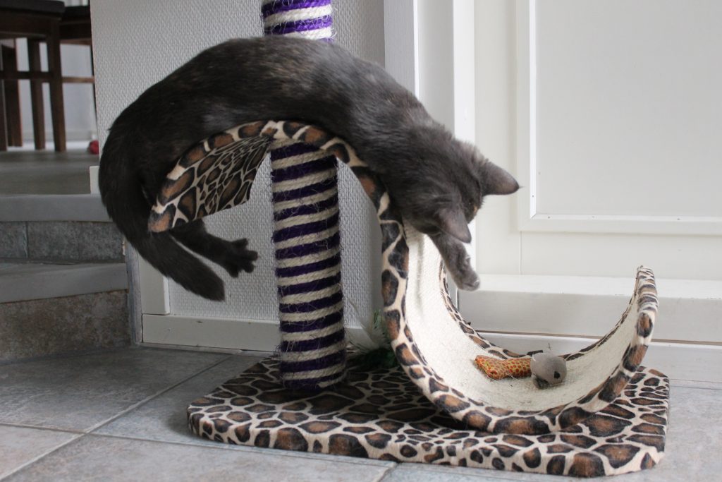 Eläimen hyvinvointi - minkälainen on hyvinvoiva lemmikki?