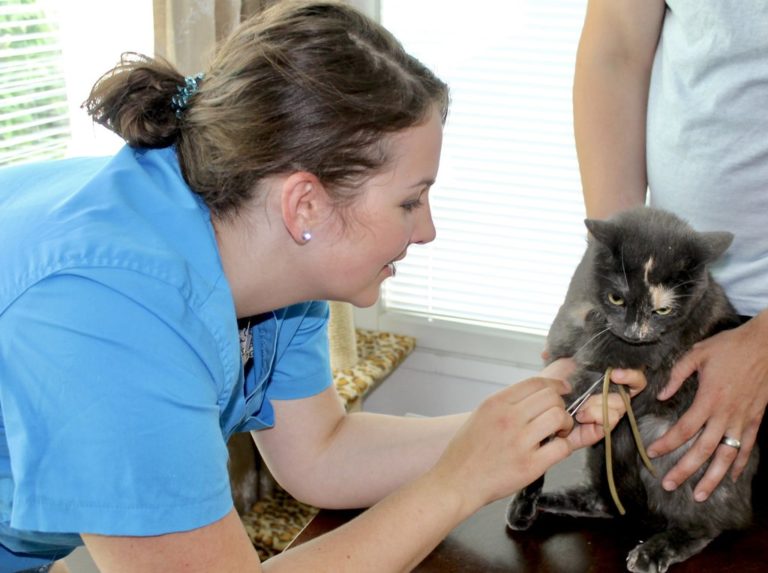 Eläinlääkäri kotikäynti Espoo, Helsinki, Siuntio, Kirkkonummi