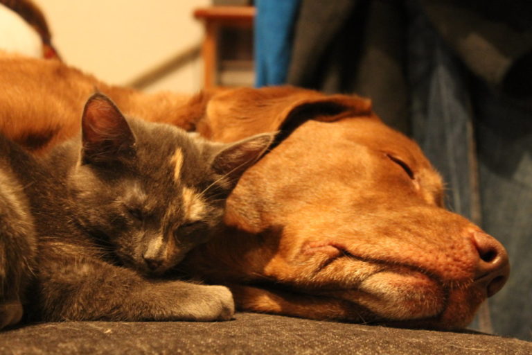 Eläinlääkäri Espoo, Helsinki, Siuntio, Kirkkonummi