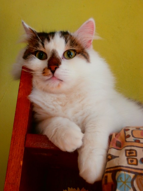 Eläinlääkäri vastaanotto pääkaupunkiseutu